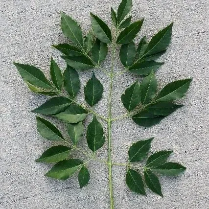 thumbnail for publication: Melia azedarach: Chinaberry